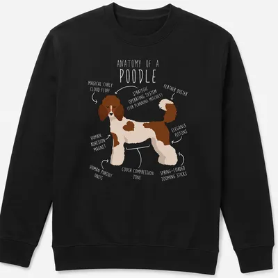Illustrative anatomy graphic of a Standard Poodle in brown and white — printed on a unisex sweatshirt
