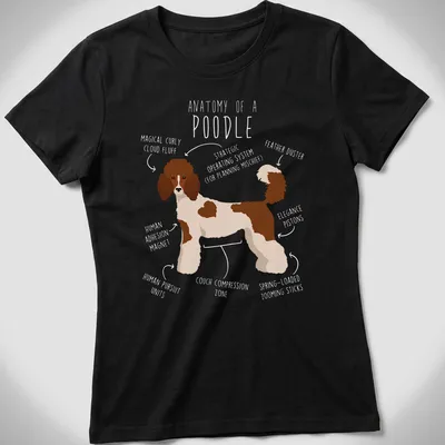 Illustrative anatomy graphic of a Standard Poodle in brown and white — printed on a women's shirt